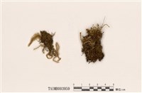 藏品(扁平棉苔)的圖片